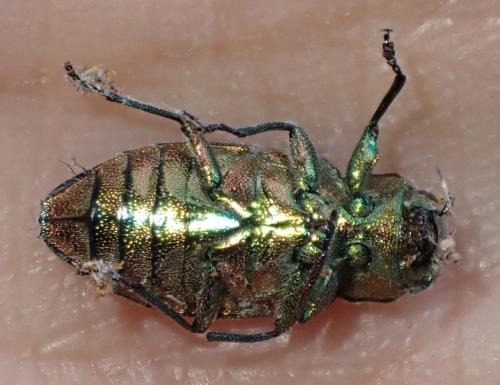 Chrysobothris affinis